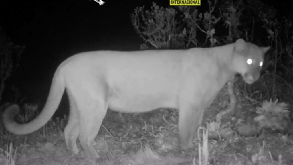 La Fundación Cóndor Andino reporta su primer registro de un puma en Oña, en Azuay.