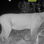 La Fundación Cóndor Andino reporta su primer registro de un puma en Oña, en Azuay.