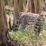 Avistamiento de tigrillo en bananera revela pérdida de hábitat. Agroban difundió un video.