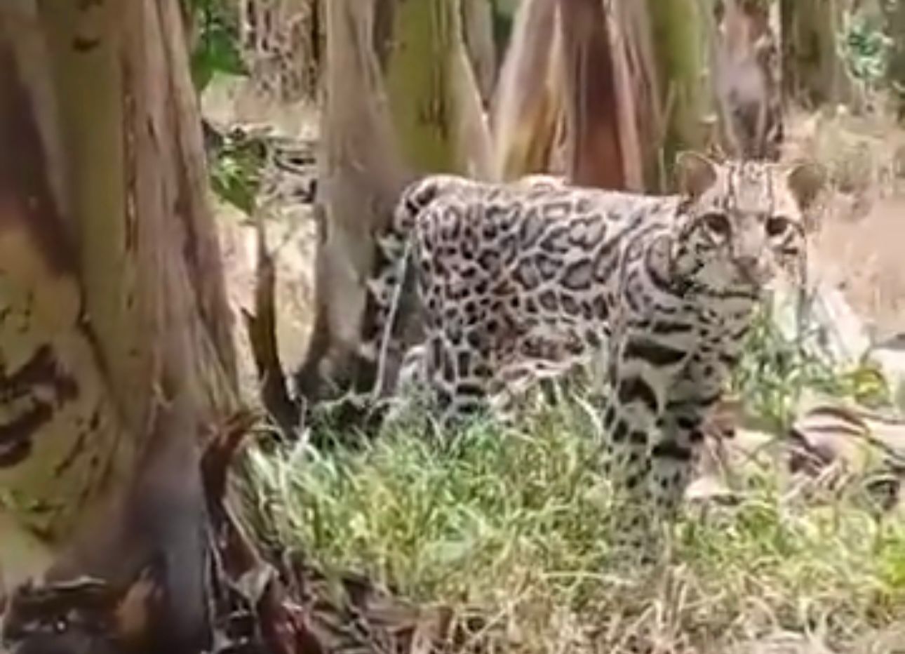 Avistamiento de tigrillo en bananera revela pérdida de hábitat. Agroban difundió un video.