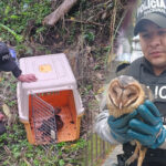 Dos especies de animales silvestres fueron rescatados por la Policía Nacional en Cañar. /Fotos Policía Nacional