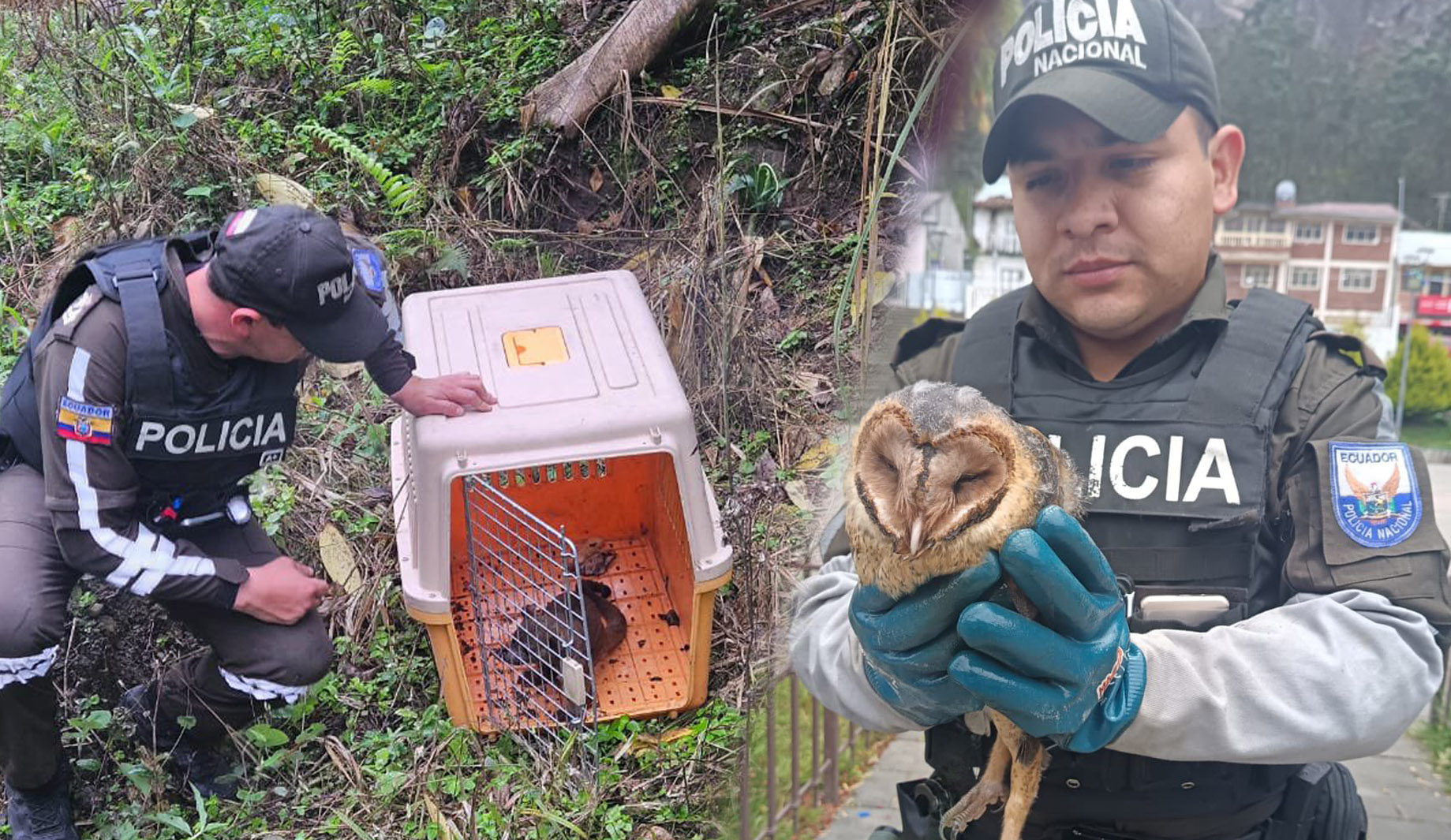 Dos especies de animales silvestres fueron rescatados por la Policía Nacional en Cañar. /Fotos Policía Nacional
